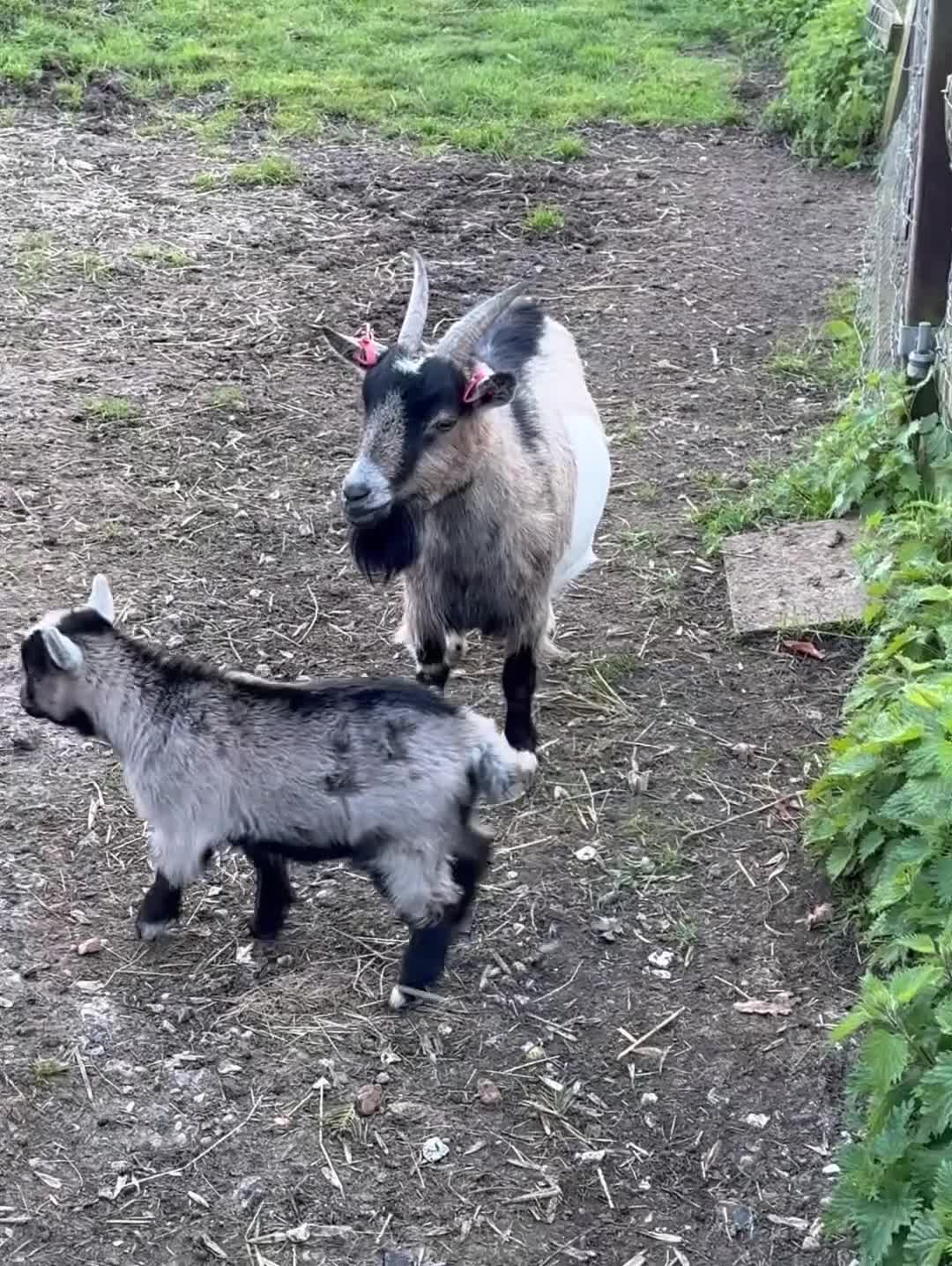 Goats livestock for sale: GEOFFREY!  BEAUTIFUL BABY BOY READY TO GO NOW  - Video 1