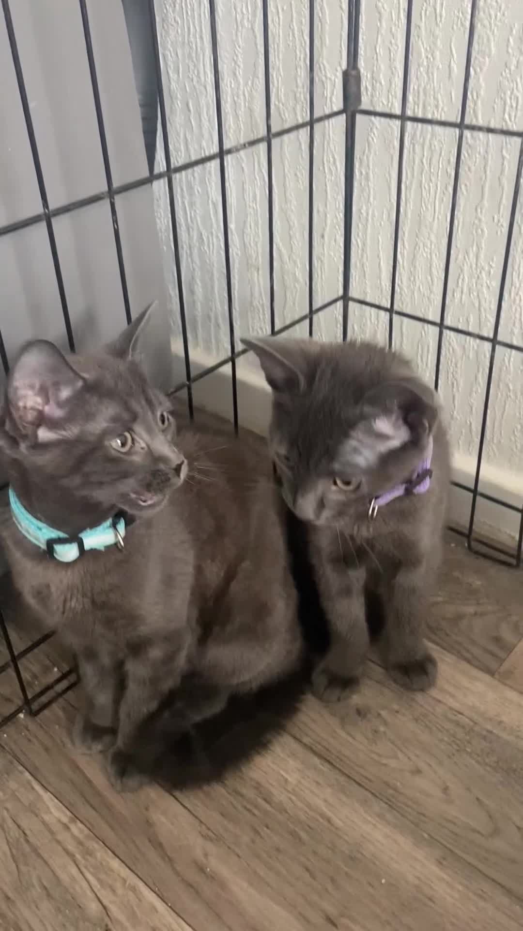 Russian Blue cats for sale: Russian blue kittens  - Video 1