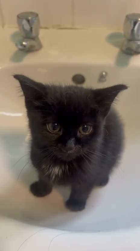 Mixed Breed cats for adoption: Tiny abandoned kitten needs a forever home - Video 1
