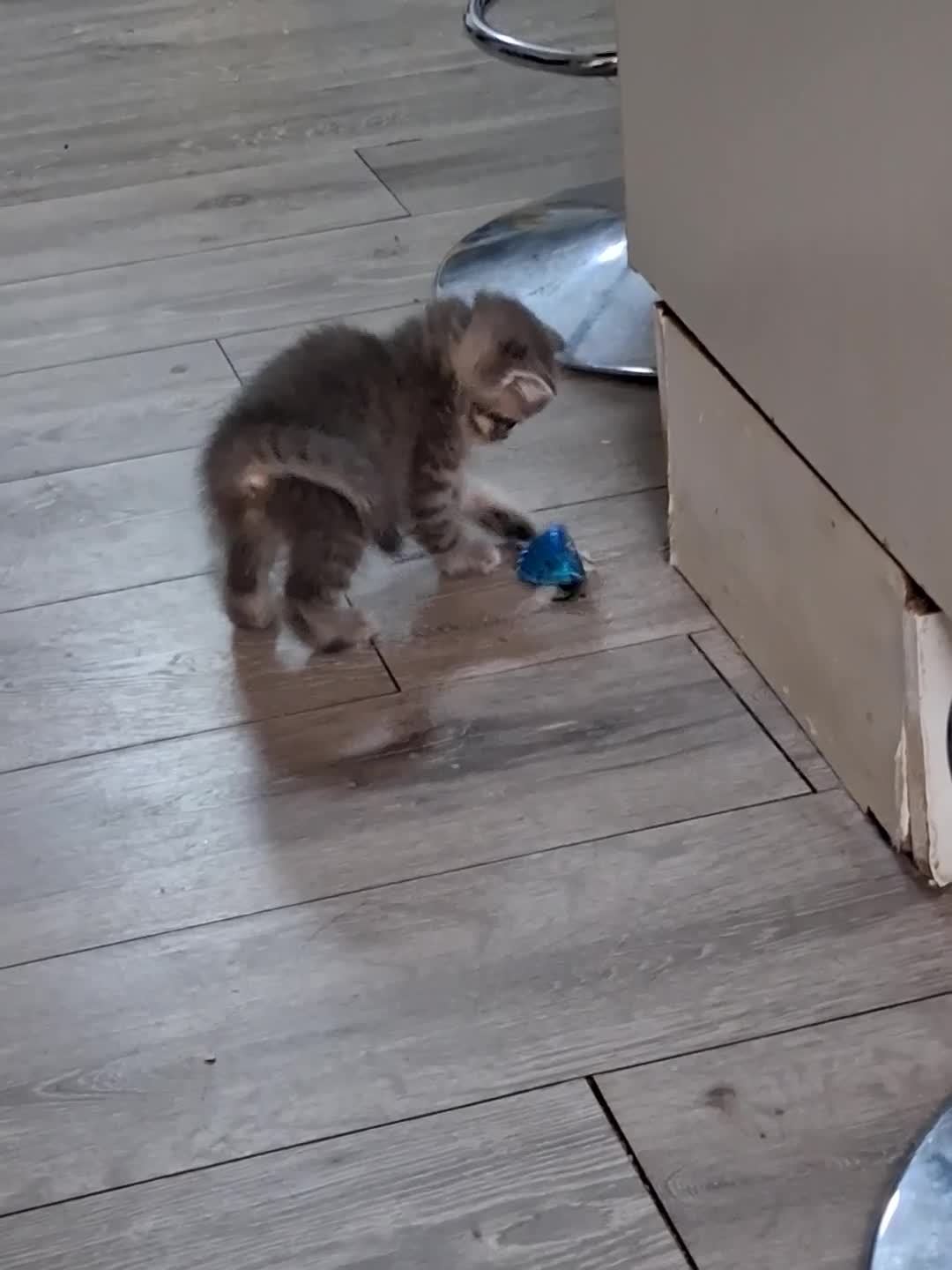 Scottish Fold cats for sale: Scottish fold/Persian kittens - Video 1