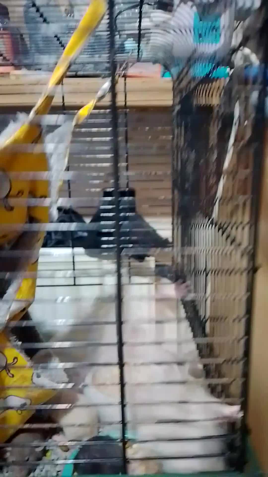 Rat rodents for sale: Dumbo baby rats for sale  - Video 1