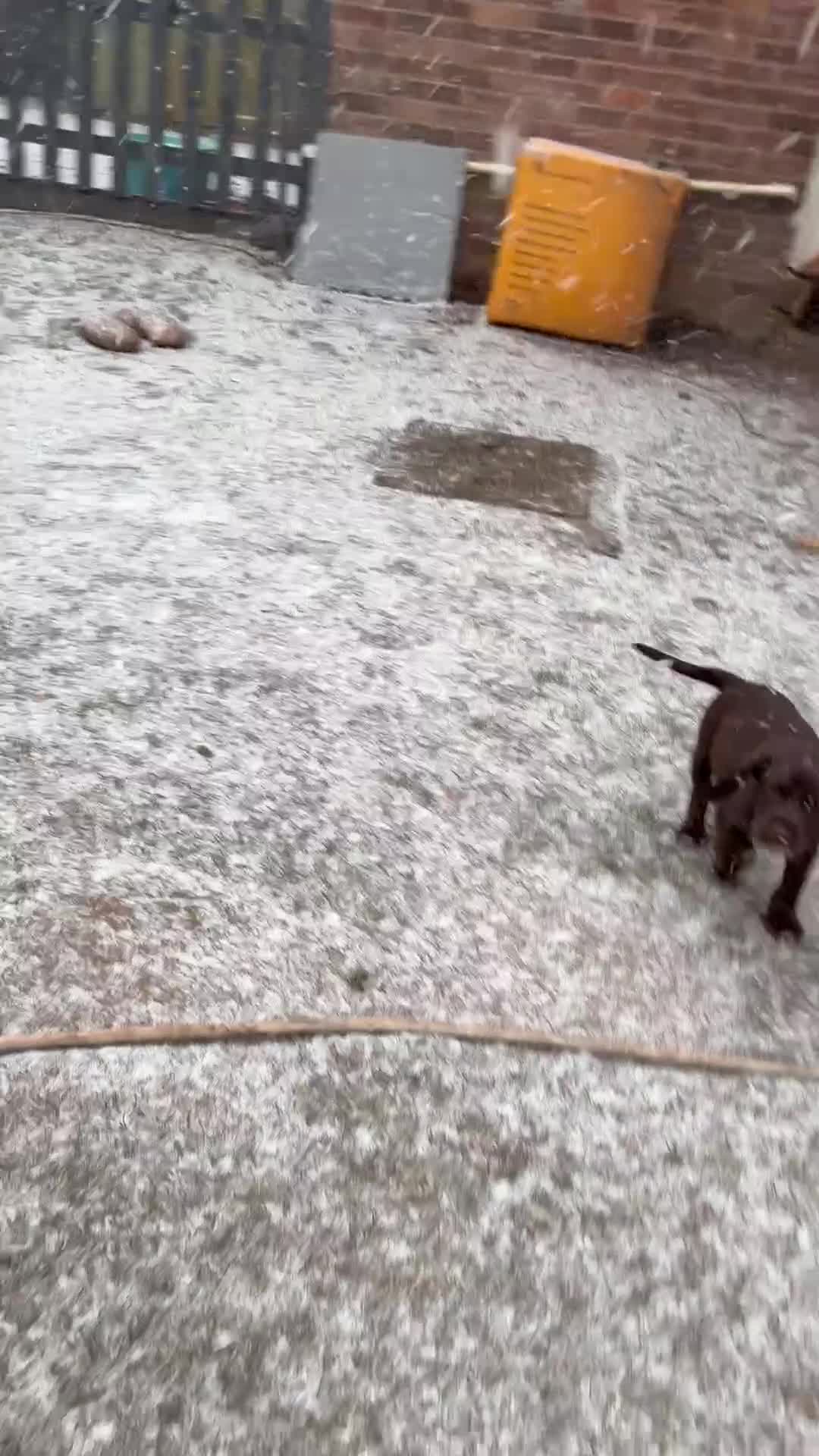 Cockerdor dogs for sale: Cockerdors  - Video 1