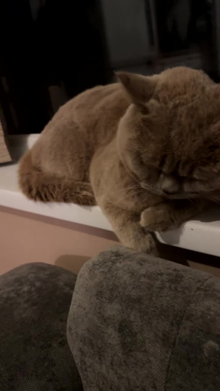 British Shorthair cats for sale: 3 Beautiful British ShortHair Cats - Video 5
