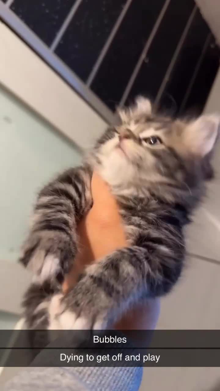 Ragdoll cats for sale: Ragdoll kitten (Girl)  - Video 3