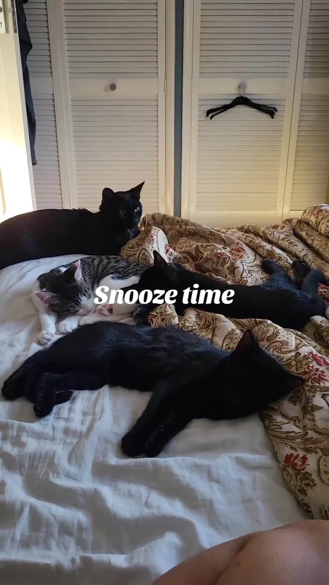 Mixed Breed cats for sale: gorgeous female kittens  - Video 5