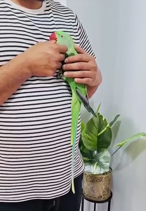 Parrots birds for sale: Beautiful hand tamed parrots for sale. - Video 2