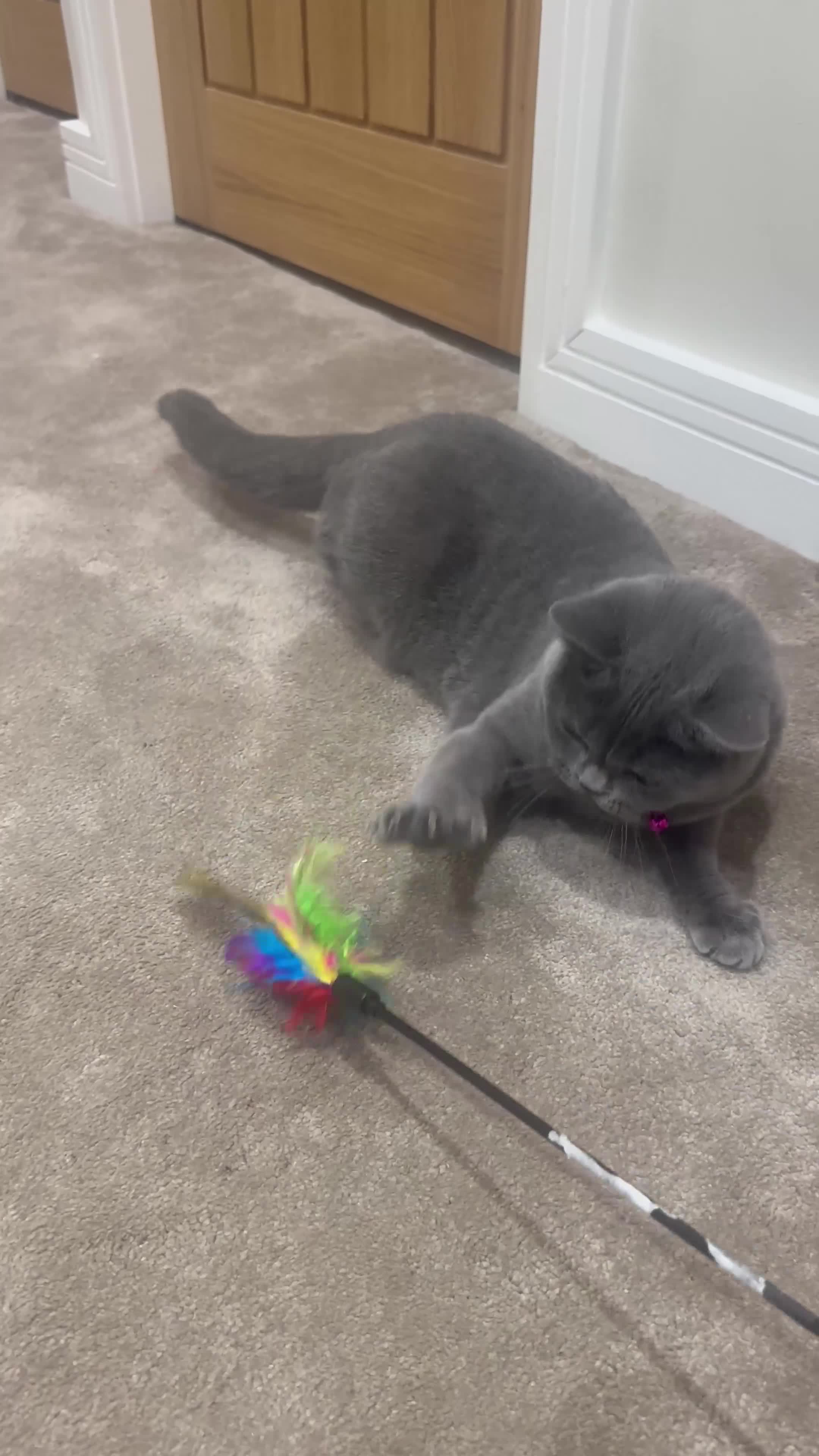 British Shorthair cats for sale: British short hair - Video 1