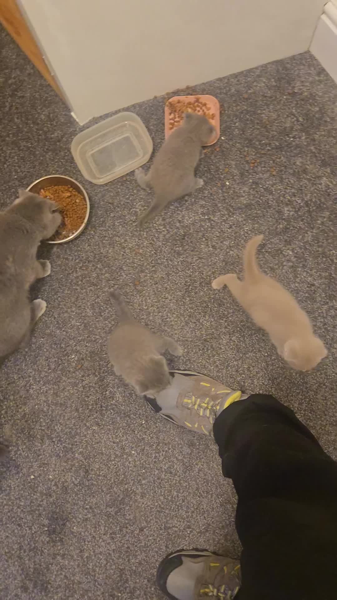 British Shorthair cats for sale: 3 British Blue / Scottish Fold kittens - Video 1