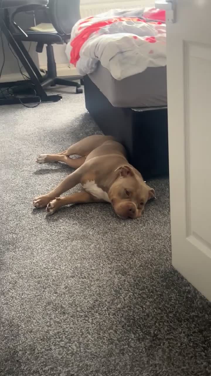Mixed Breed dogs for sale: pocket bully  in Huddersfield - Video 1