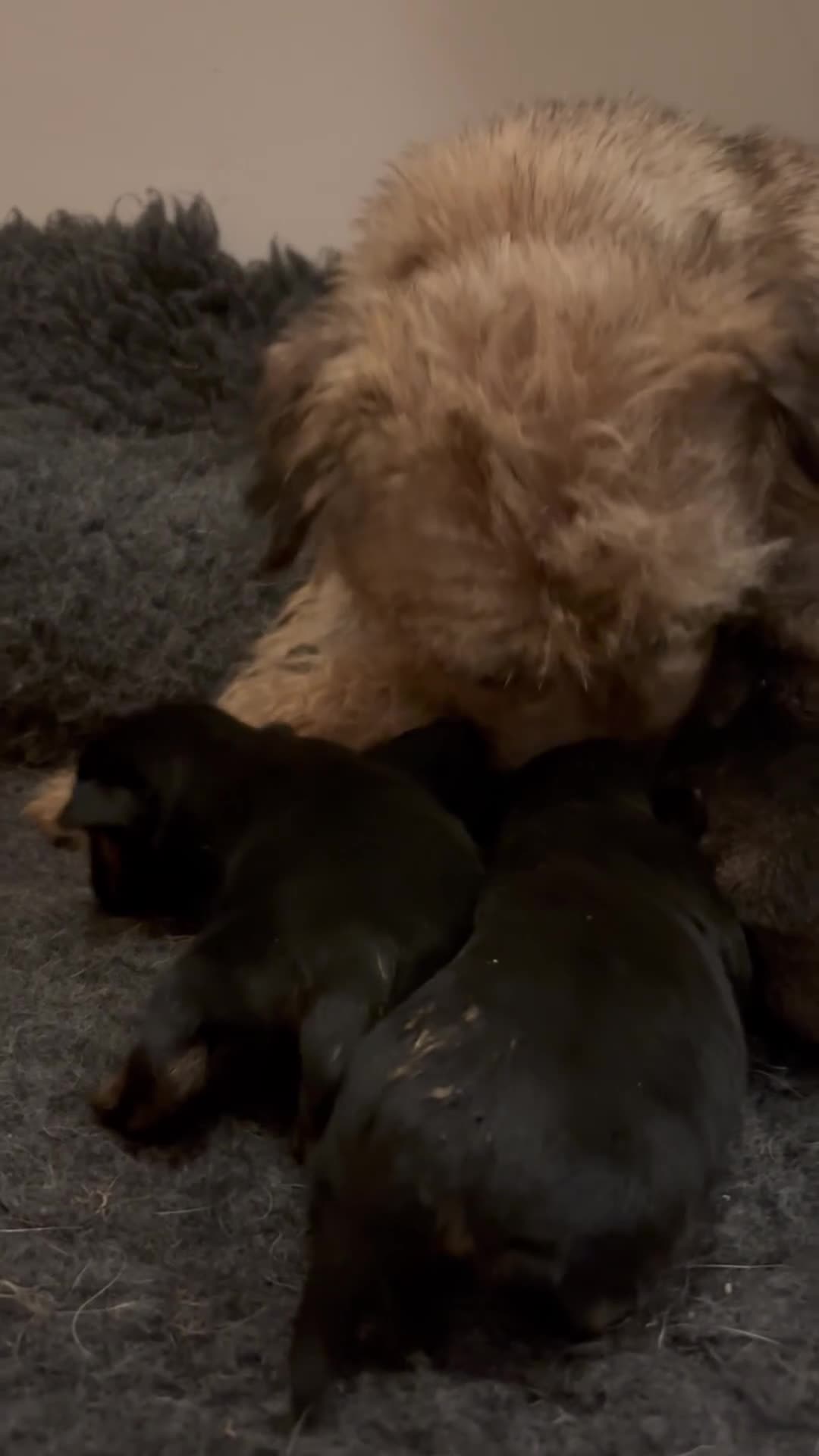 Border Terrier dogs for sale: Gorgeous border terrier puppies  - Video 1