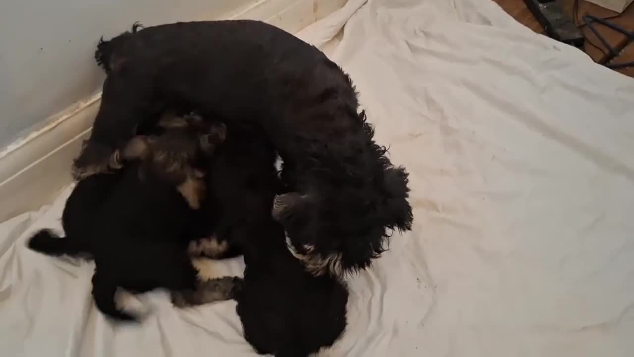 Miniature Schnauzer dogs for sale: Adorable Miniature Schnauzer Puppies for Sale - Video 1