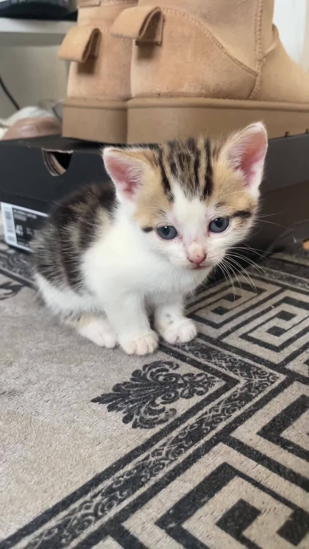 Domestic Shorthair cats for sale: Adorable 4-week-old kittens ready to reserve - Video 2