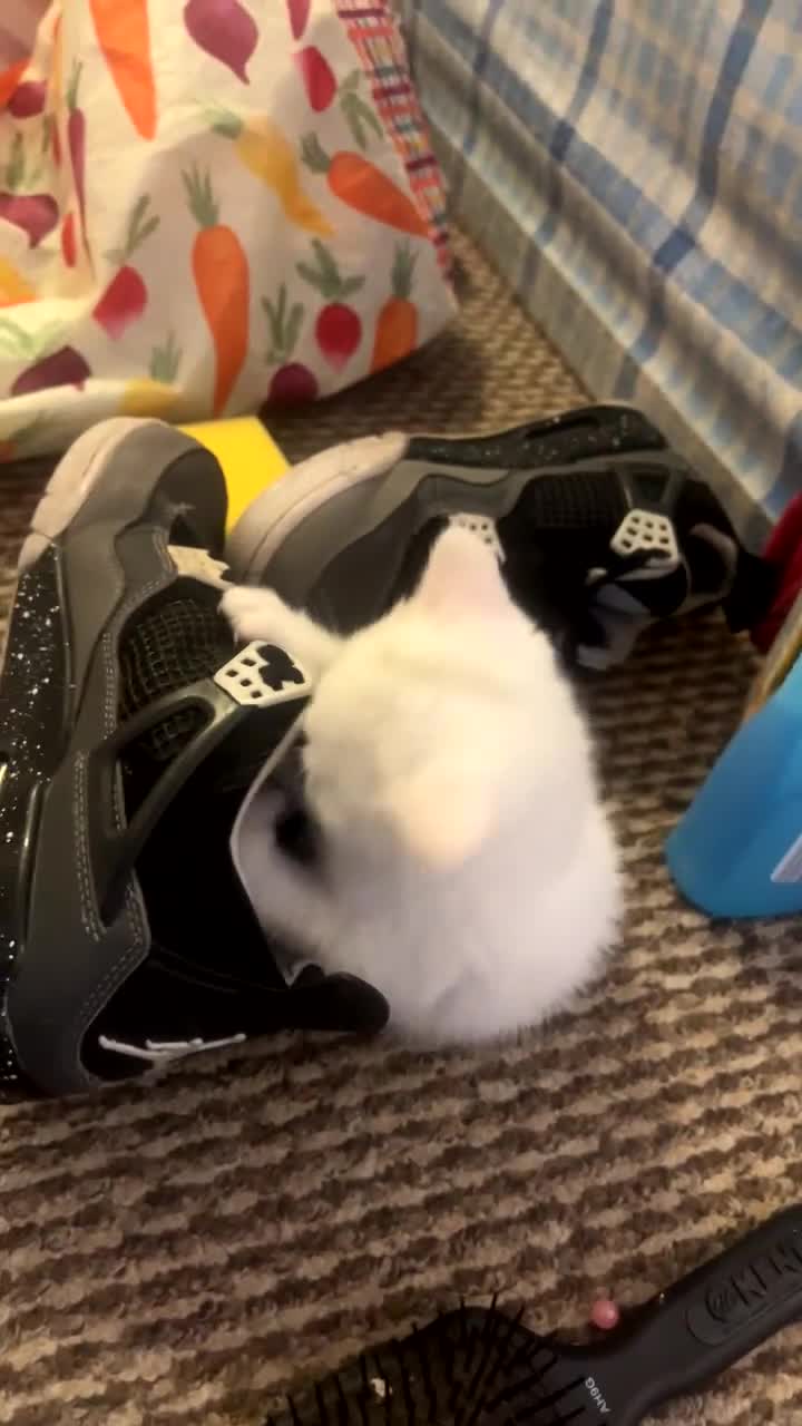 British Shorthair cats for sale: BSH LAST 1 Urgently needs a new home  - Video 1