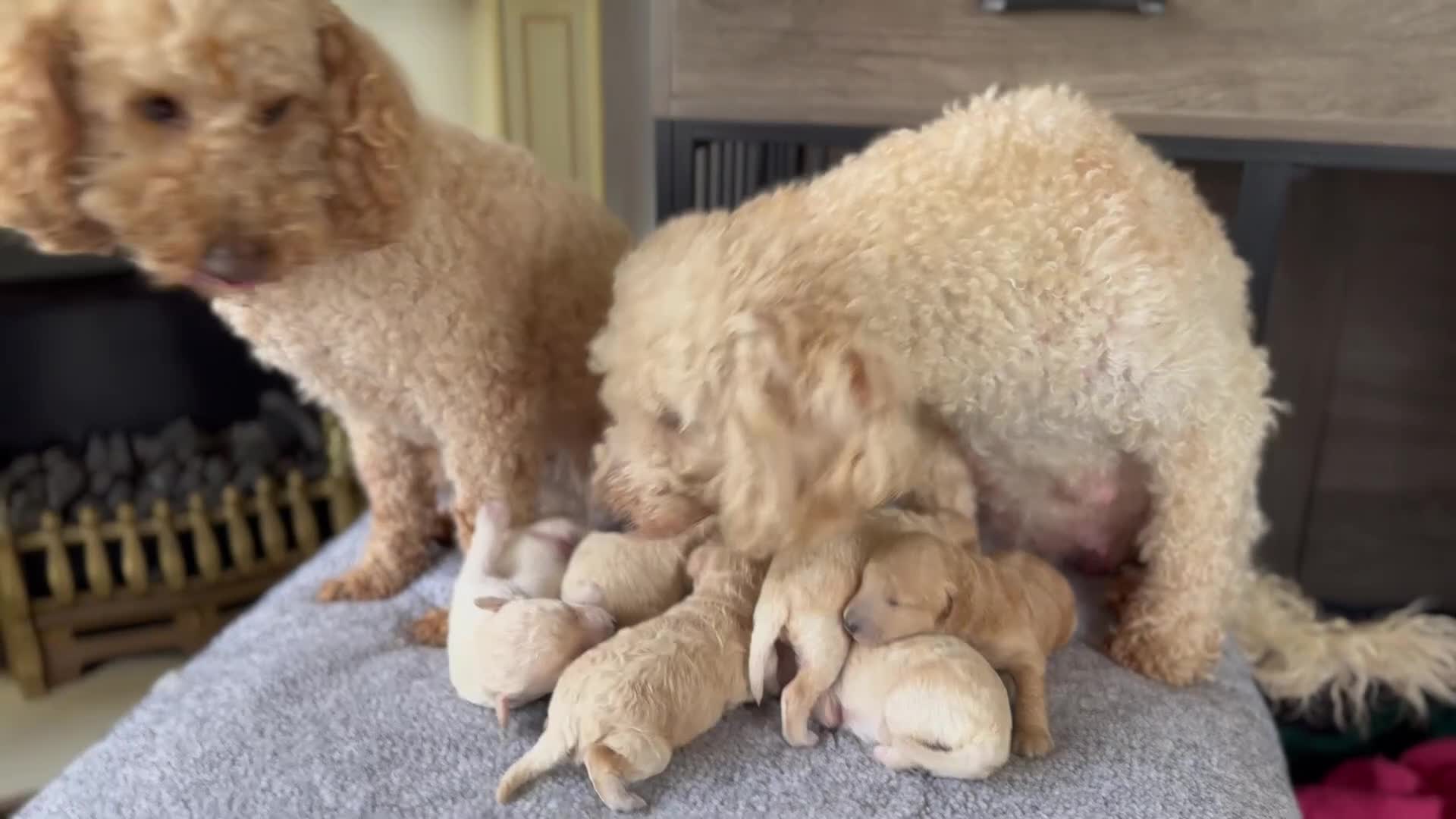 Miniature Poodle dogs for sale: Pedigree KC registered miniature poodle  - Video 1