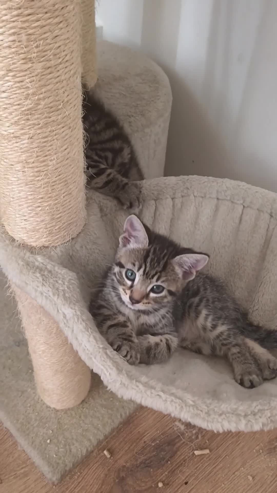 Mixed Breed cats for sale: Maine coone/ Bengal/ Russian white cross kittens - Video 2