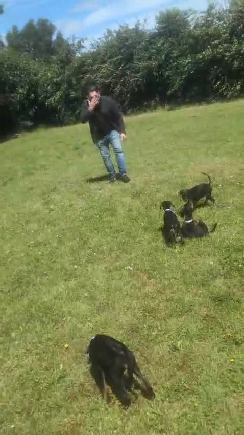 Dobermann dogs for sale: Ready now KC reg Beautiful doberman pups, 4 girls  - Video 1