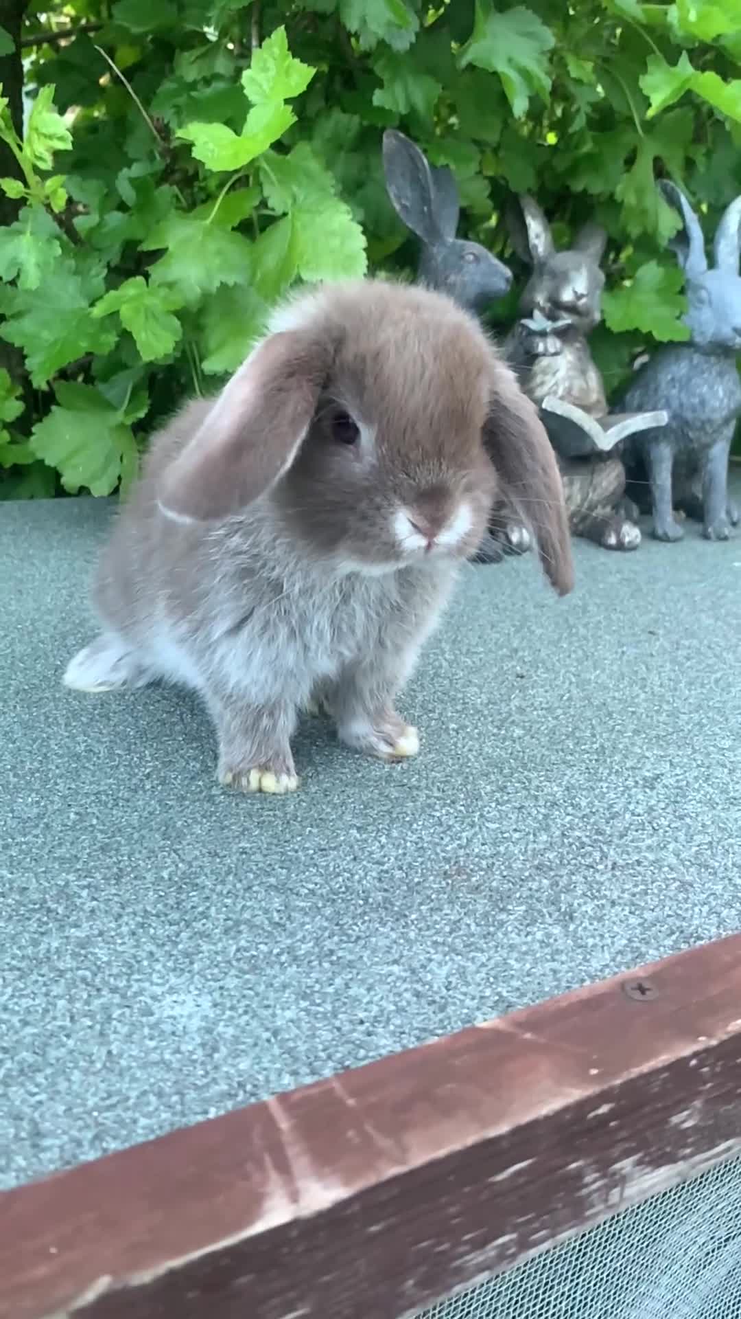 Mini Lop rabbits for sale: Baby Mini Lop Eared Rabbit-8 weeks old-R/T/L  Now. - Video 1
