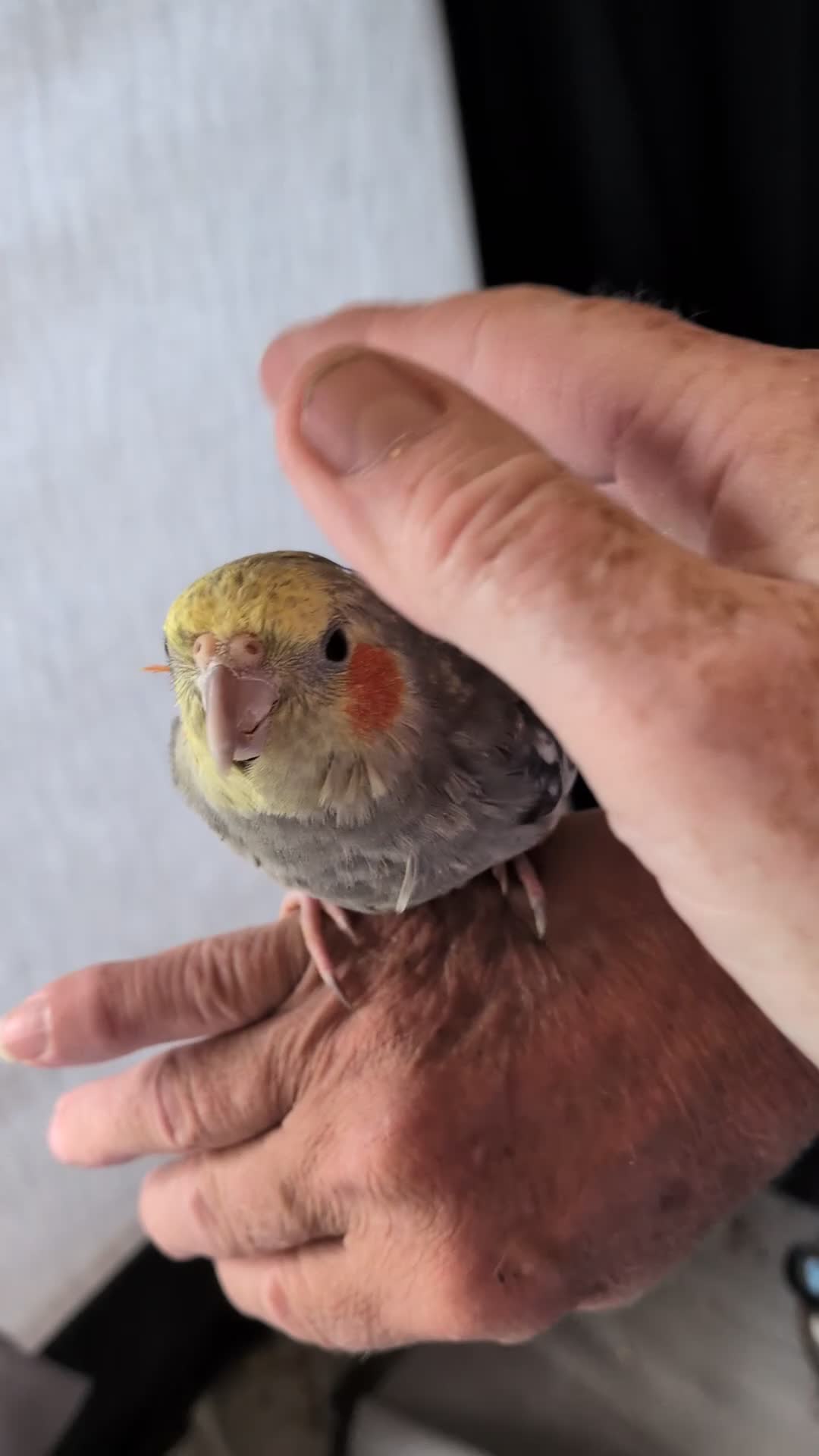 Cockatiels birds for sale: Hand reared very tame baby cockatiel s  - Video 1