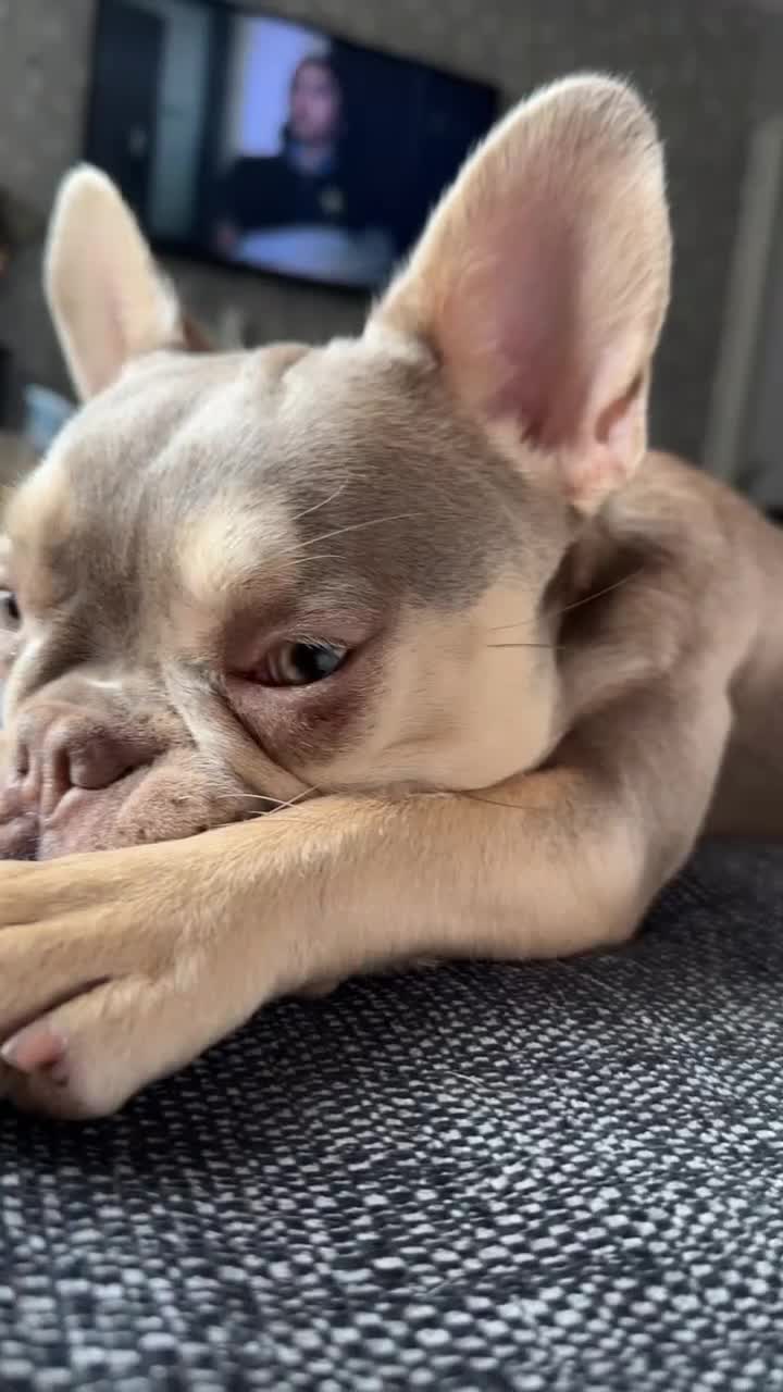 Mixed Breed dogs for sale: Rehoming - Please read the description  - Video 2