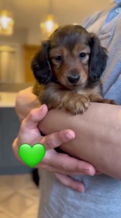 Miniature Dachshund dogs for sale: Shaded cream L/hair Health Tested Mini Dachshund❤️ - Video 2