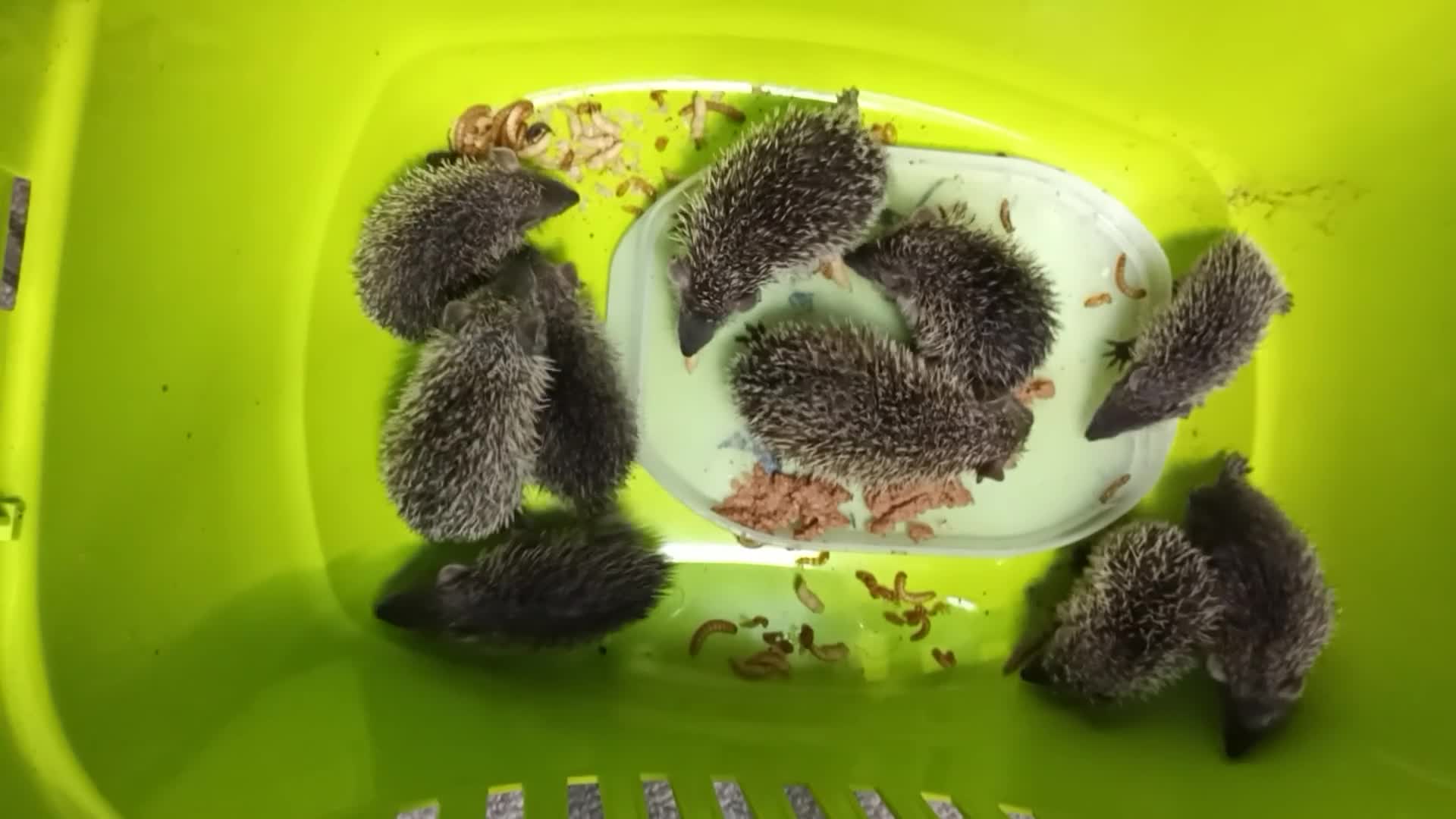 Mixed Breed reptiles for sale: Lesser Hedgehog Tenrecs - Video 2