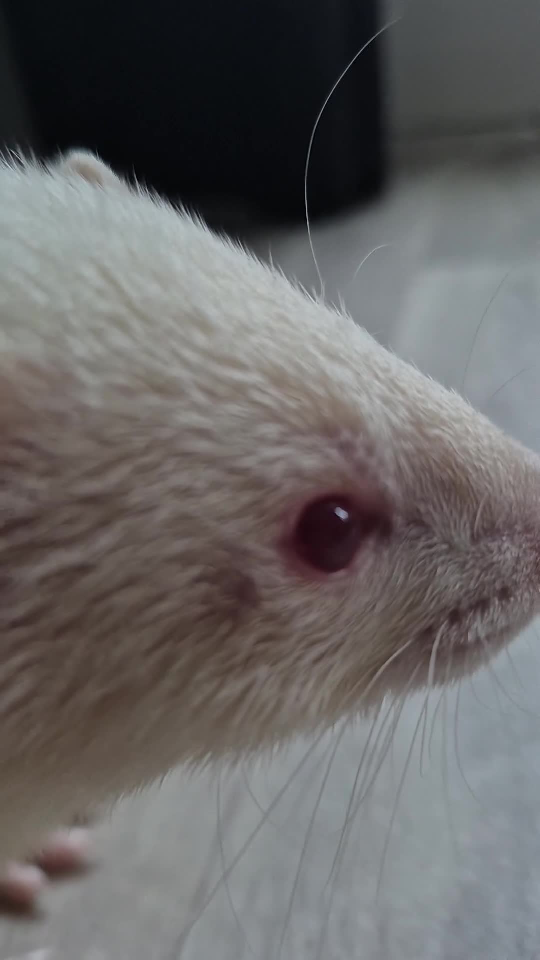 Ferret rodents for sale: Albino micro ferret - Video 2
