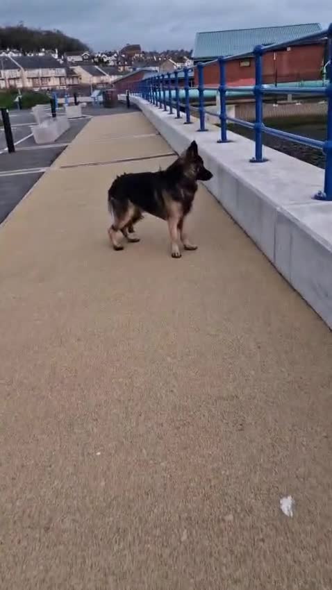 German Shepherd dogs for sale: German shepherd 17 mths old - Video 1