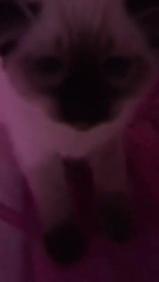 Ragdoll cats for sale:  Ragdoll  Kittens HCM and PKD clear. Ready Now - Video 4