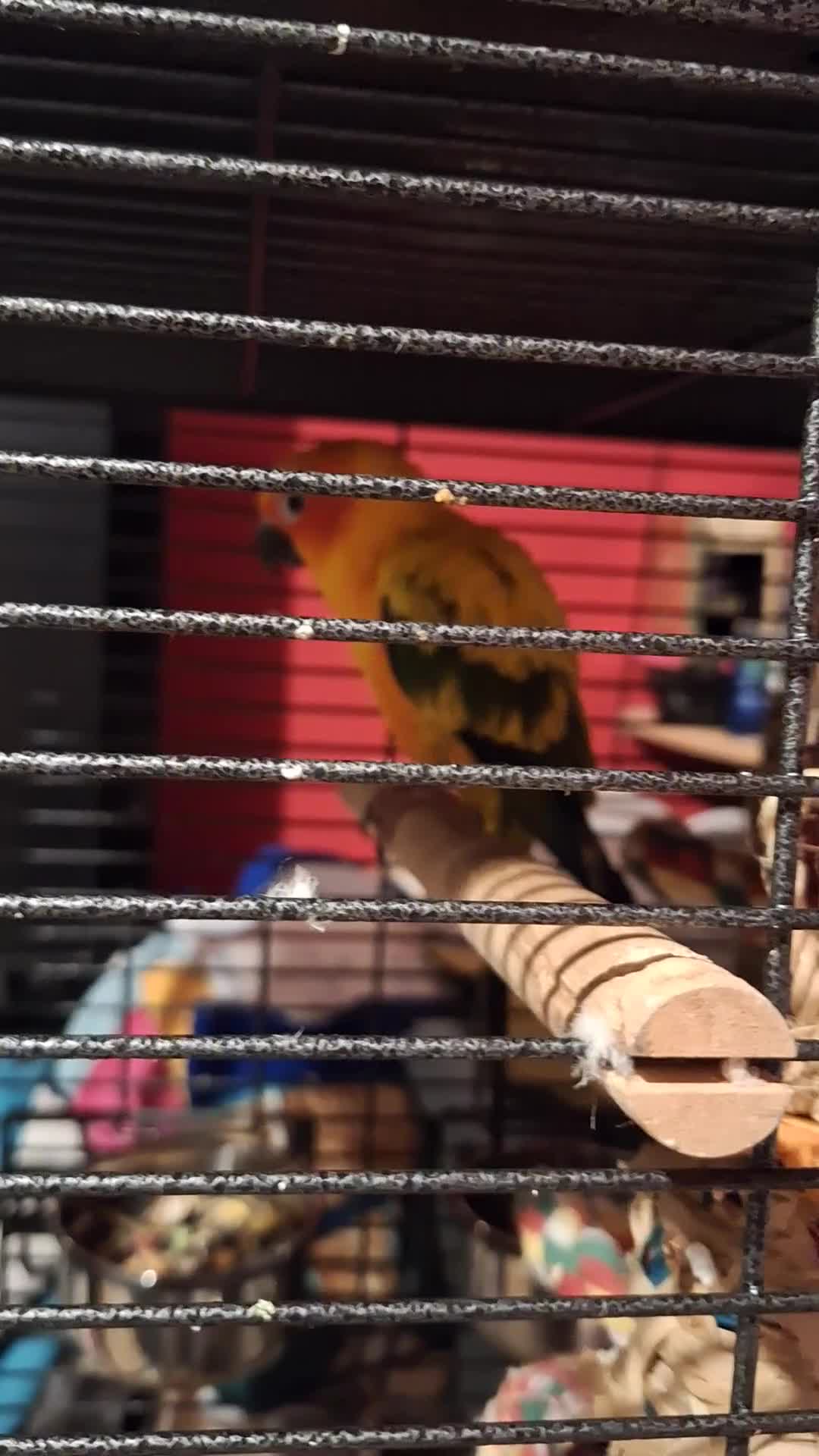 Conures birds for sale: 2 year old Sun Conure for sale. - Video 2