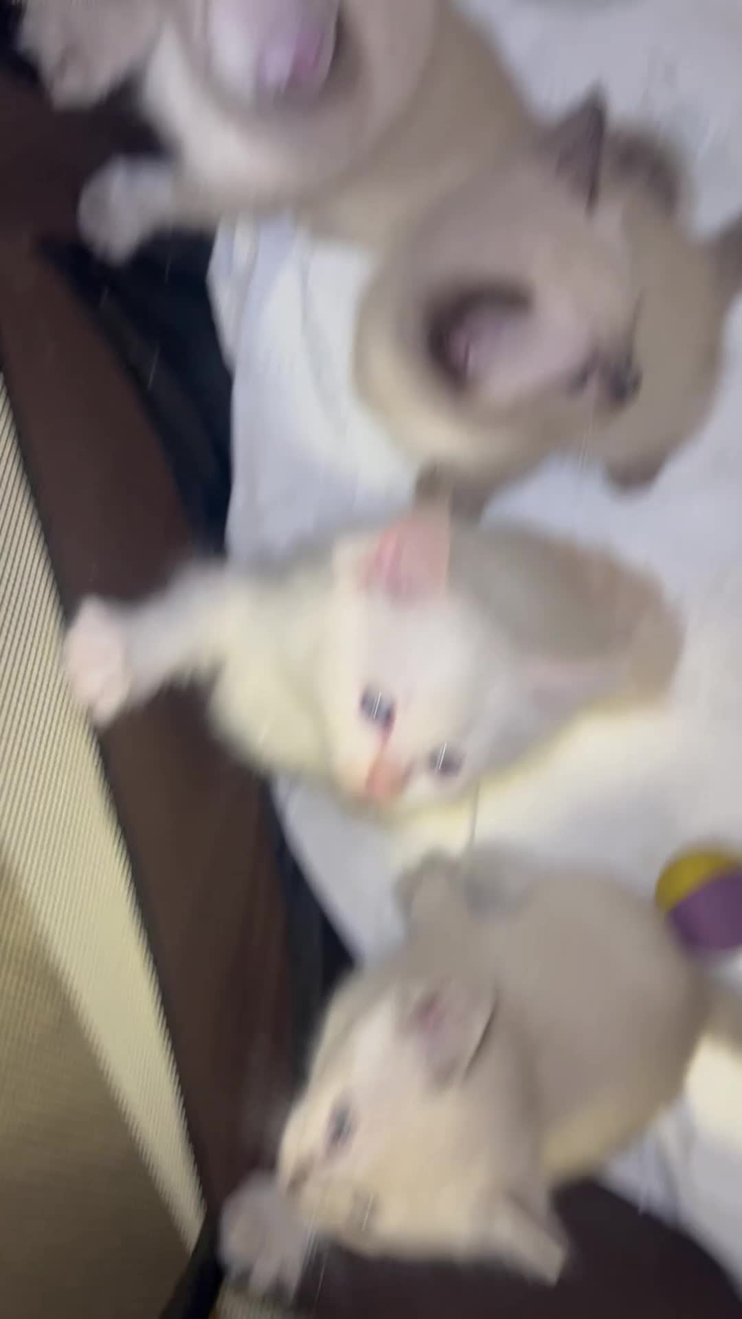 Ragdoll cats for sale: Ragdoll kittens in Wakefield - Video 1