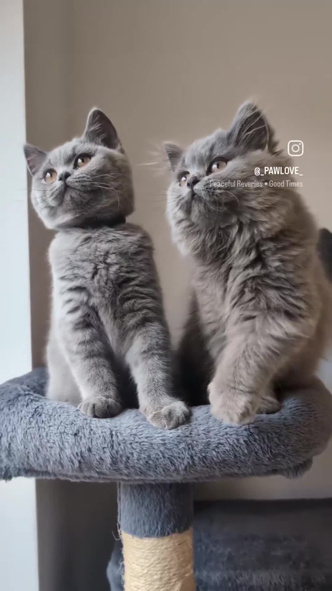 British Shorthair cats for sale: Reduced British Shorthair kittens Ready  - Video 2