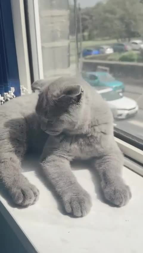 Scottish Fold cats for sale: Beautiful Scottish kittens ready for a new home.  - Video 1