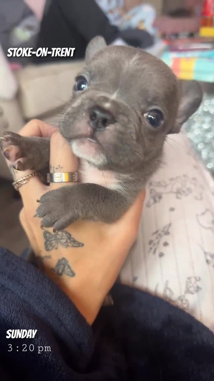 French Bulldog dogs for sale: French bulldogs for sale  - Video 5