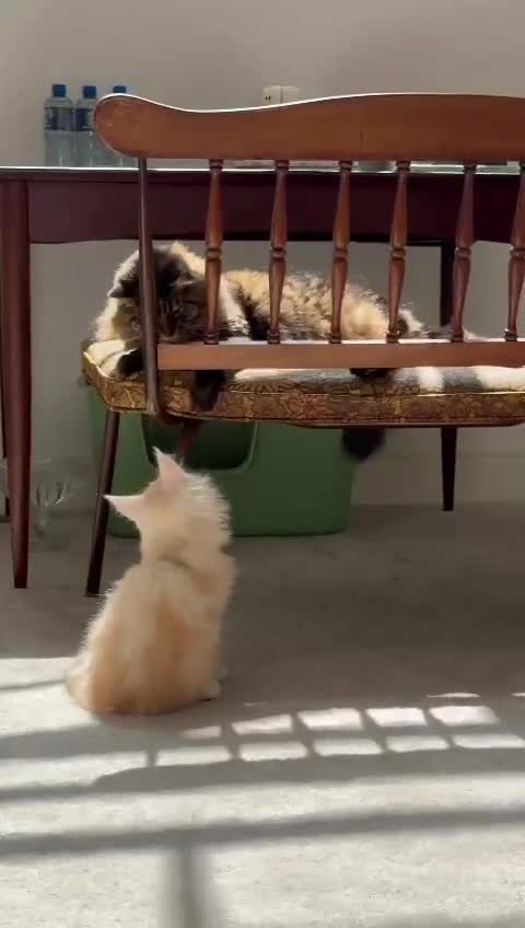 Maine Coon cats for sale: Pedigree fluffy Maine coon kittens - Video 1