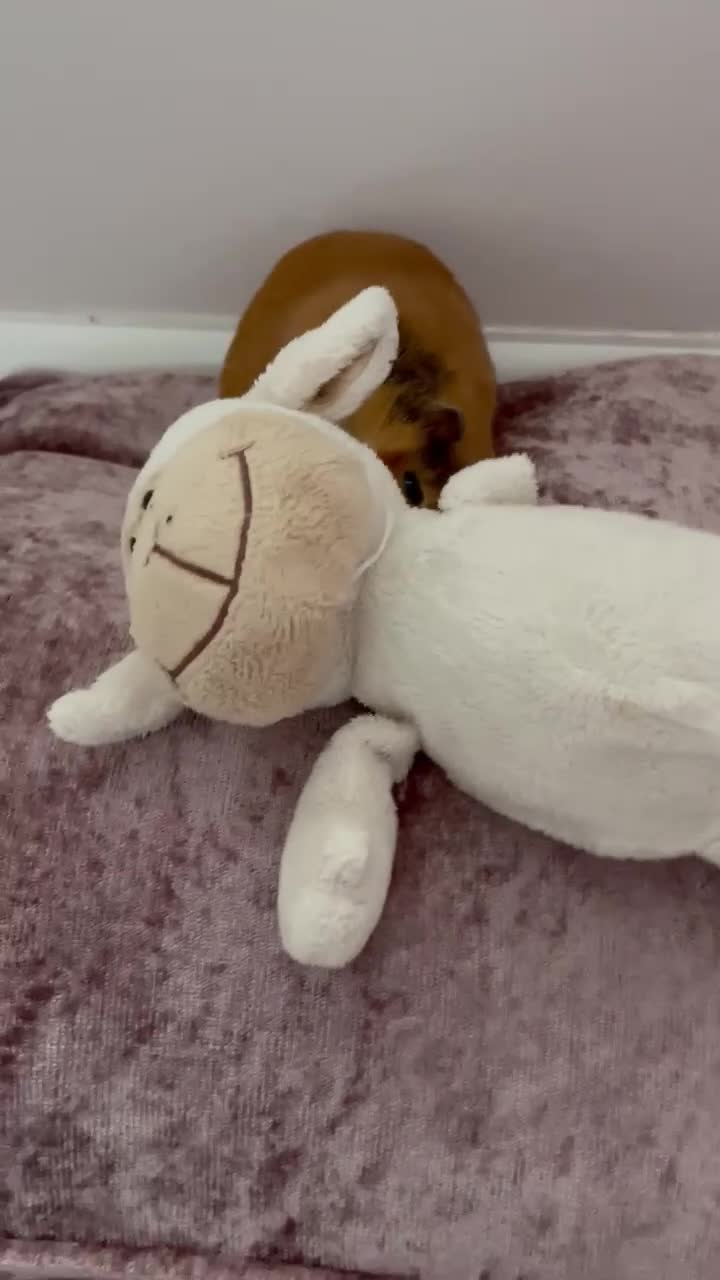 Guinea Pig rodents for sale: Female guinea pig  in Stonehouse - Video 3