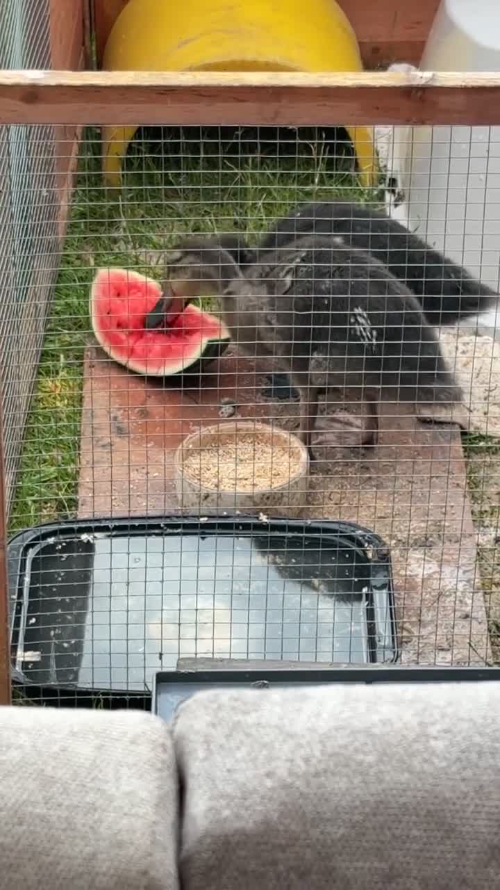 Ducks poultry for sale: Hand rear runner duck pair.  - Video 2