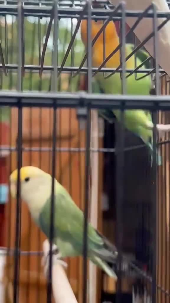 Lovebirds birds for sale: Female and Male Lovebirds,located- Stoke Newington - Video 2
