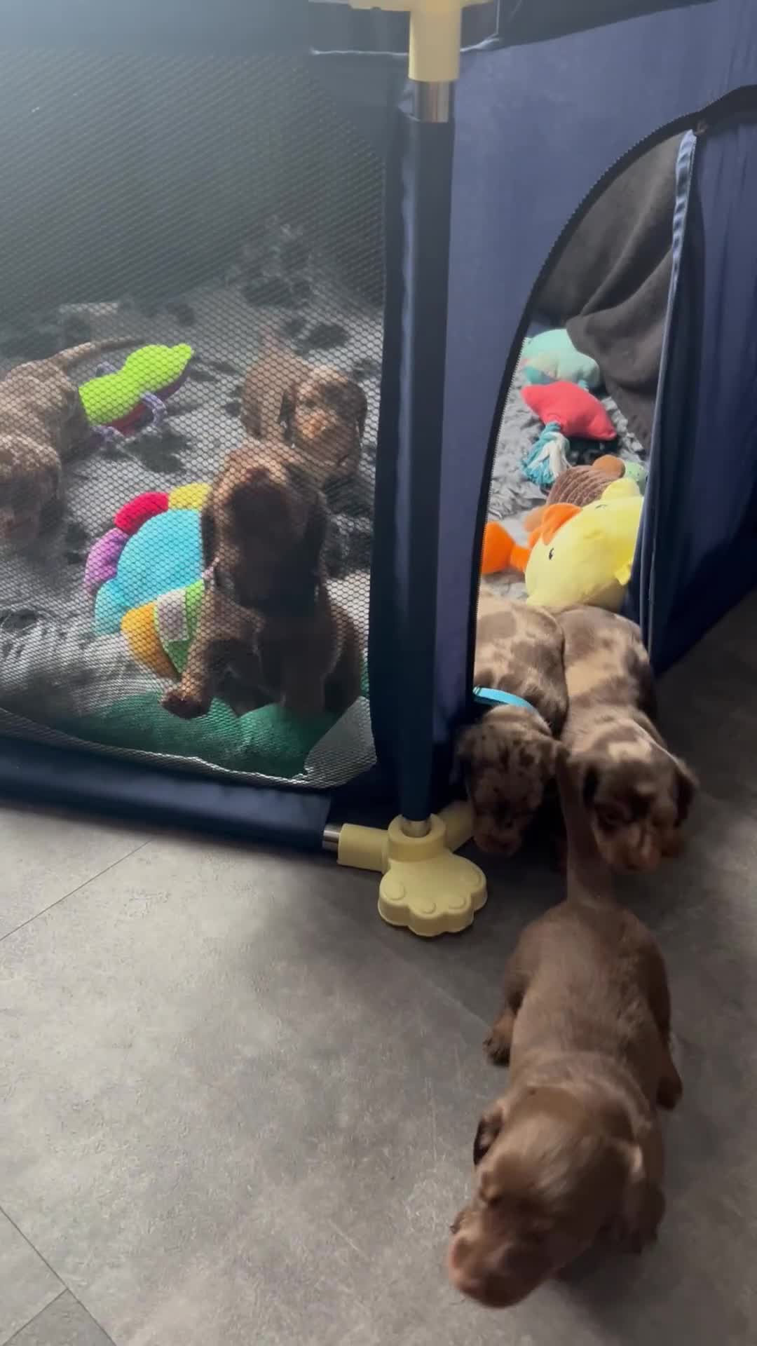 Miniature Dachshund dogs for sale: Chocolate Tan/dapple Miniature Dachsund - Video 1
