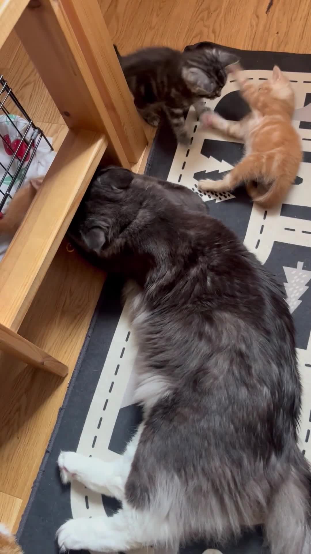 Maine Coon cats for sale: Maine Coon x Domestic Shorthair  - Video 1