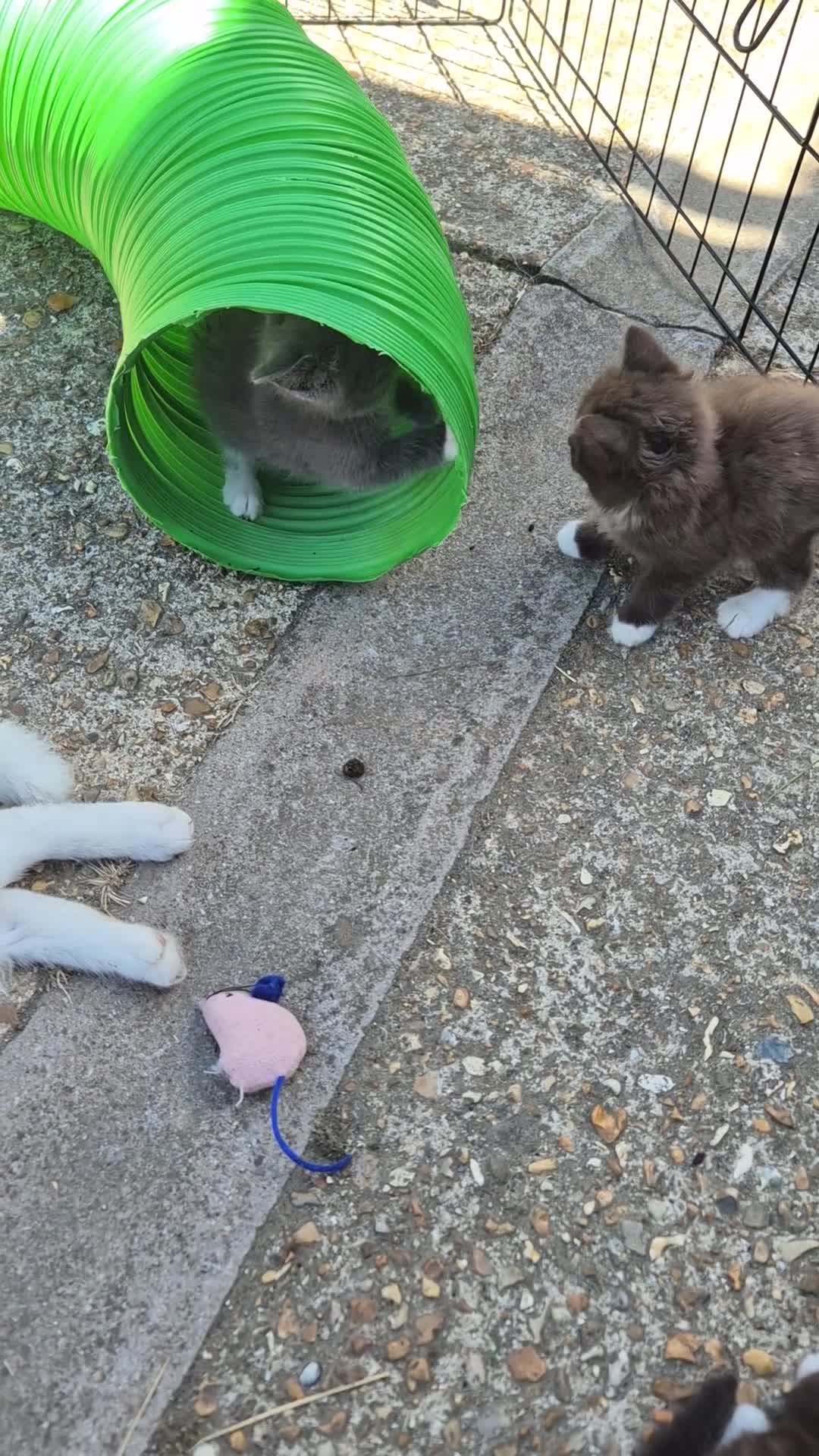 Korat cats for sale: Beautiful Korat x Angora kittens  - Video 1