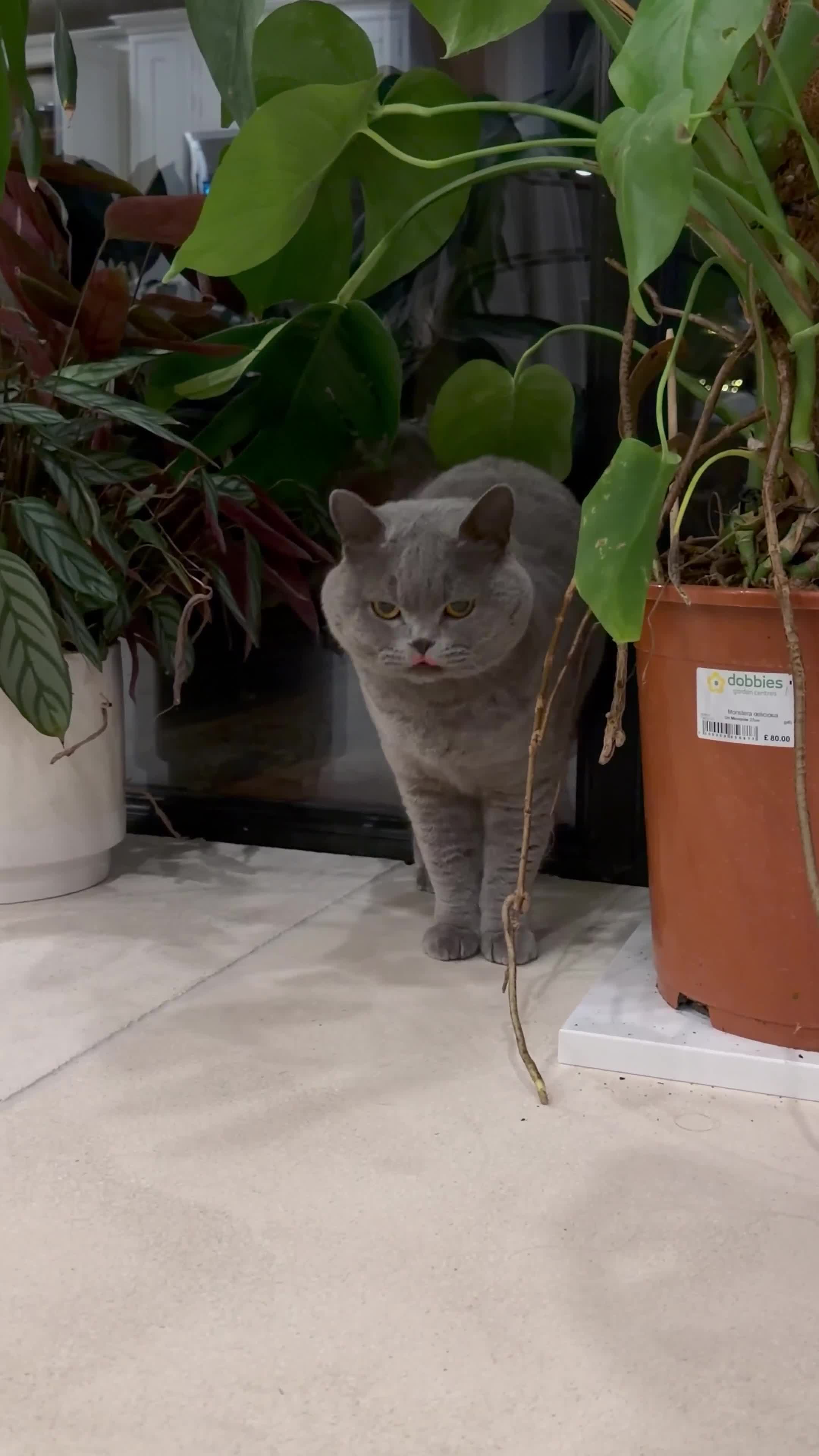 British Shorthair cats for sale: Retired Queen - Blue British Shorthair  - Video 1