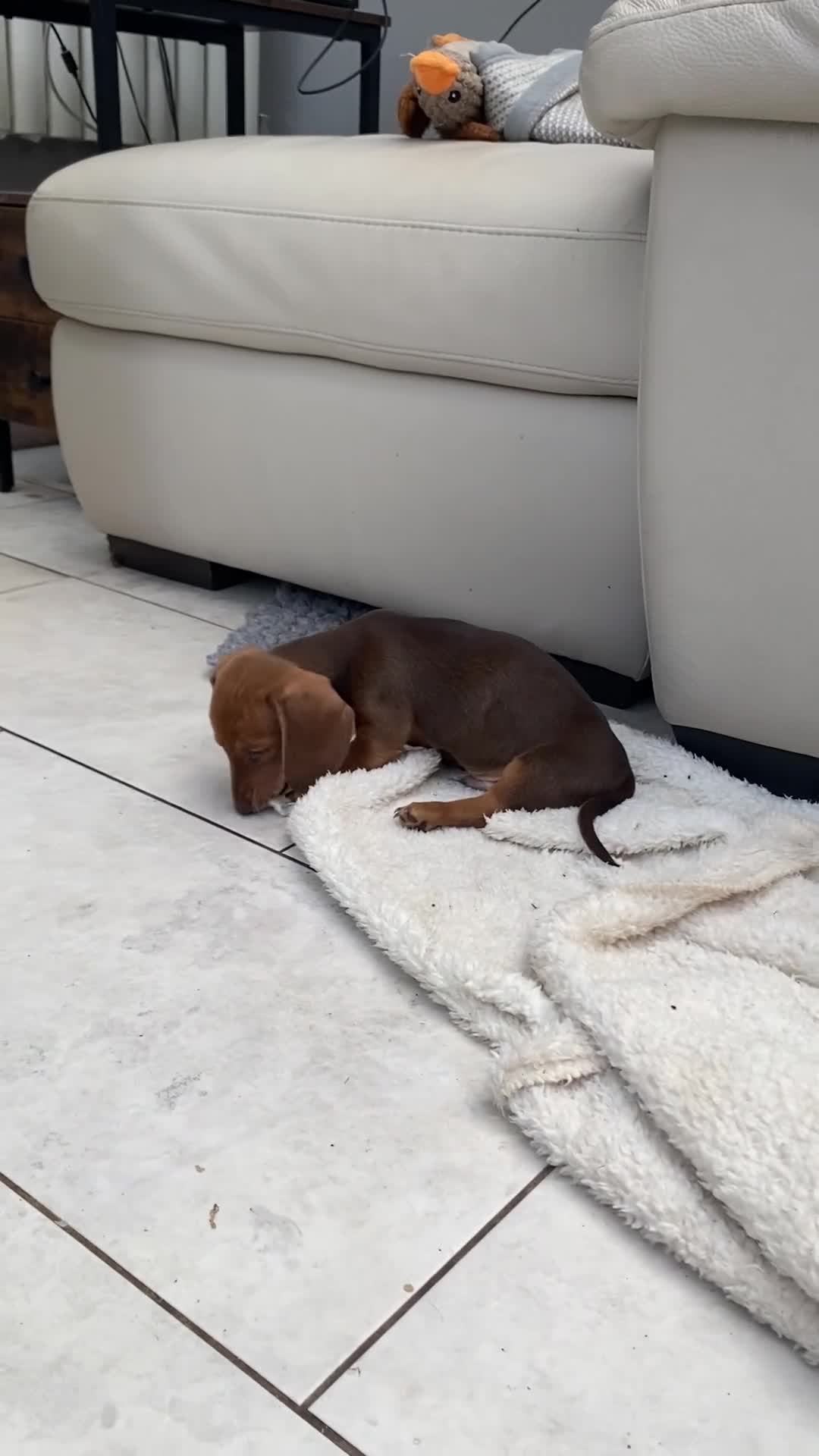 Dachshund dogs for sale: Mini dachshund  - Video 2