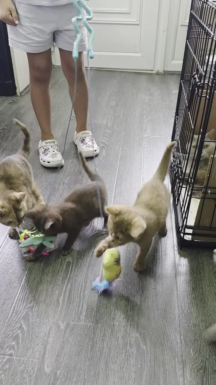 British Shorthair cats for sale: British shorthair kitten - Video 3