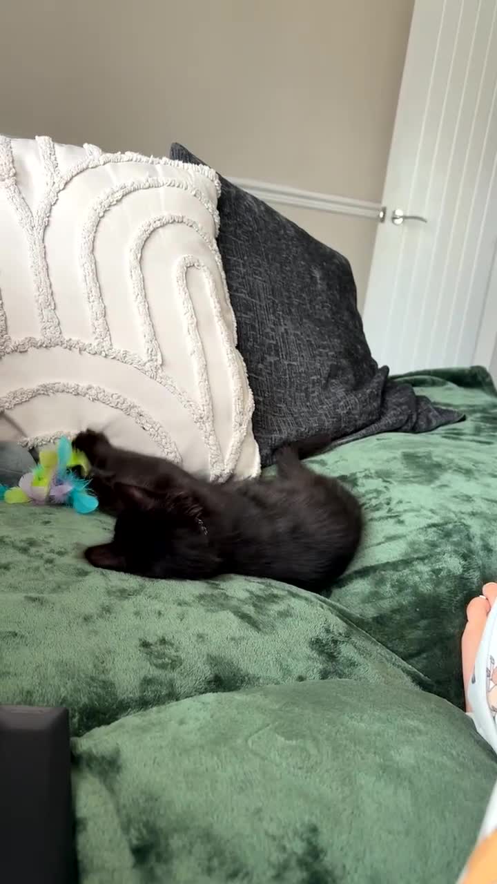 Mixed Breed cats for sale: Cute last fluffy male kitten left  - Video 1