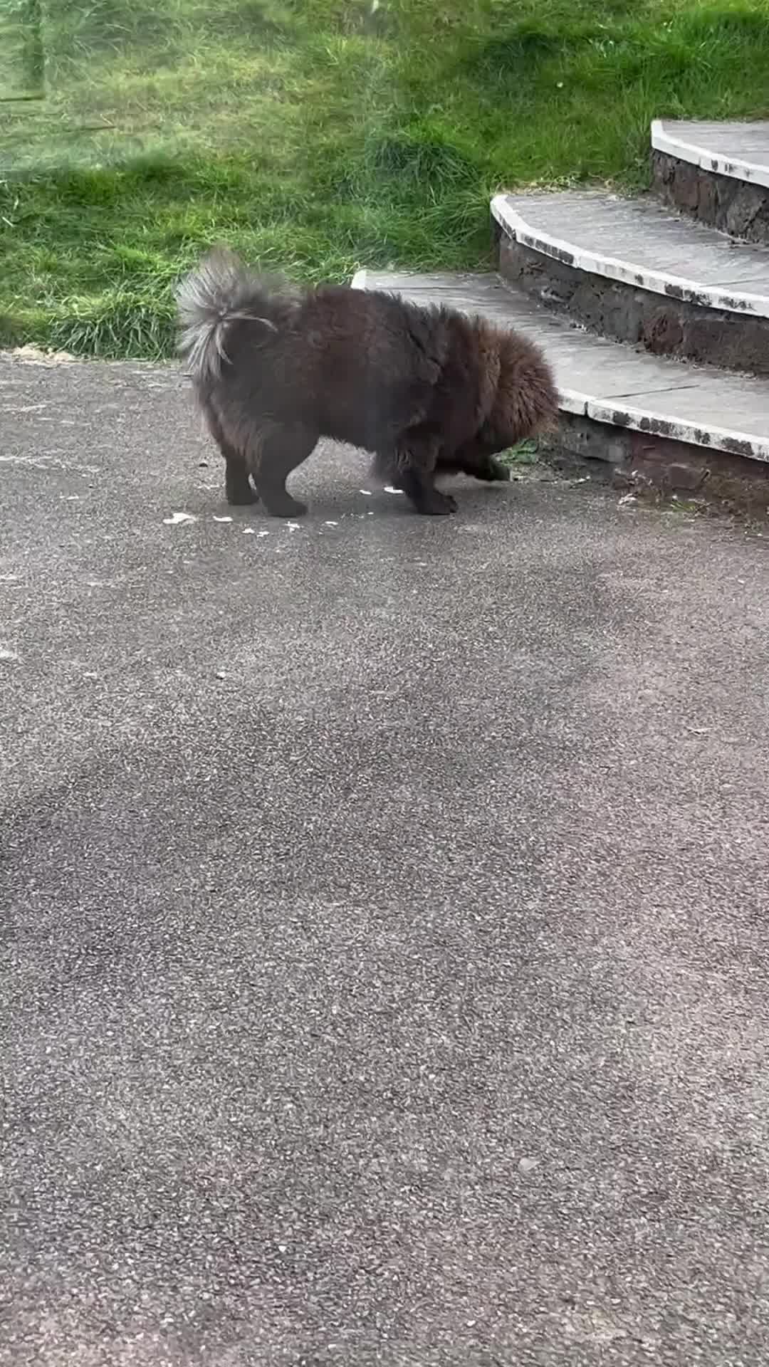 Chow Chow dogs for sale: Cleo the fun chow chow - Video 2
