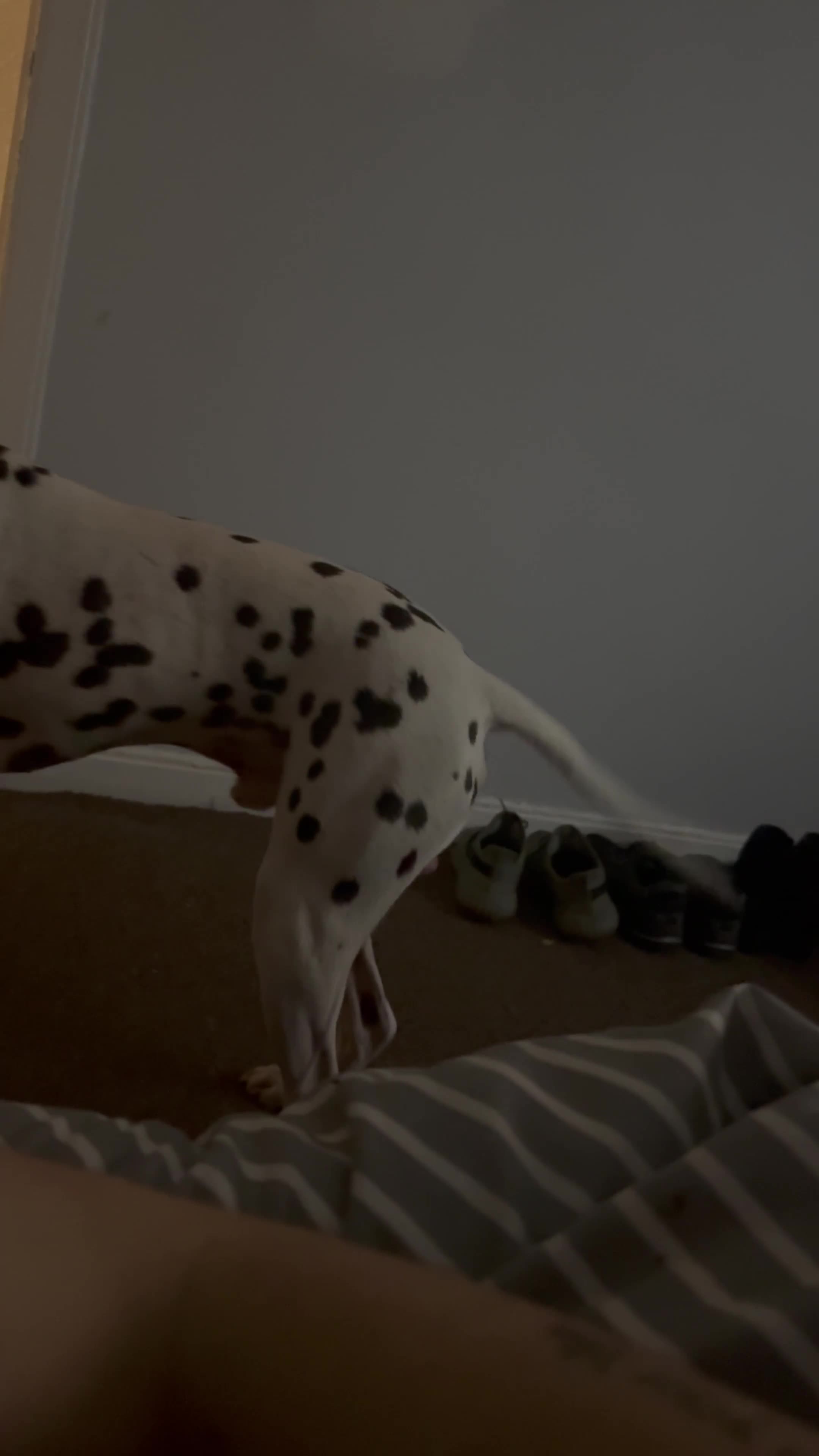 Dalmatian dogs for sale: Oreo  in Glasgow - Video 1