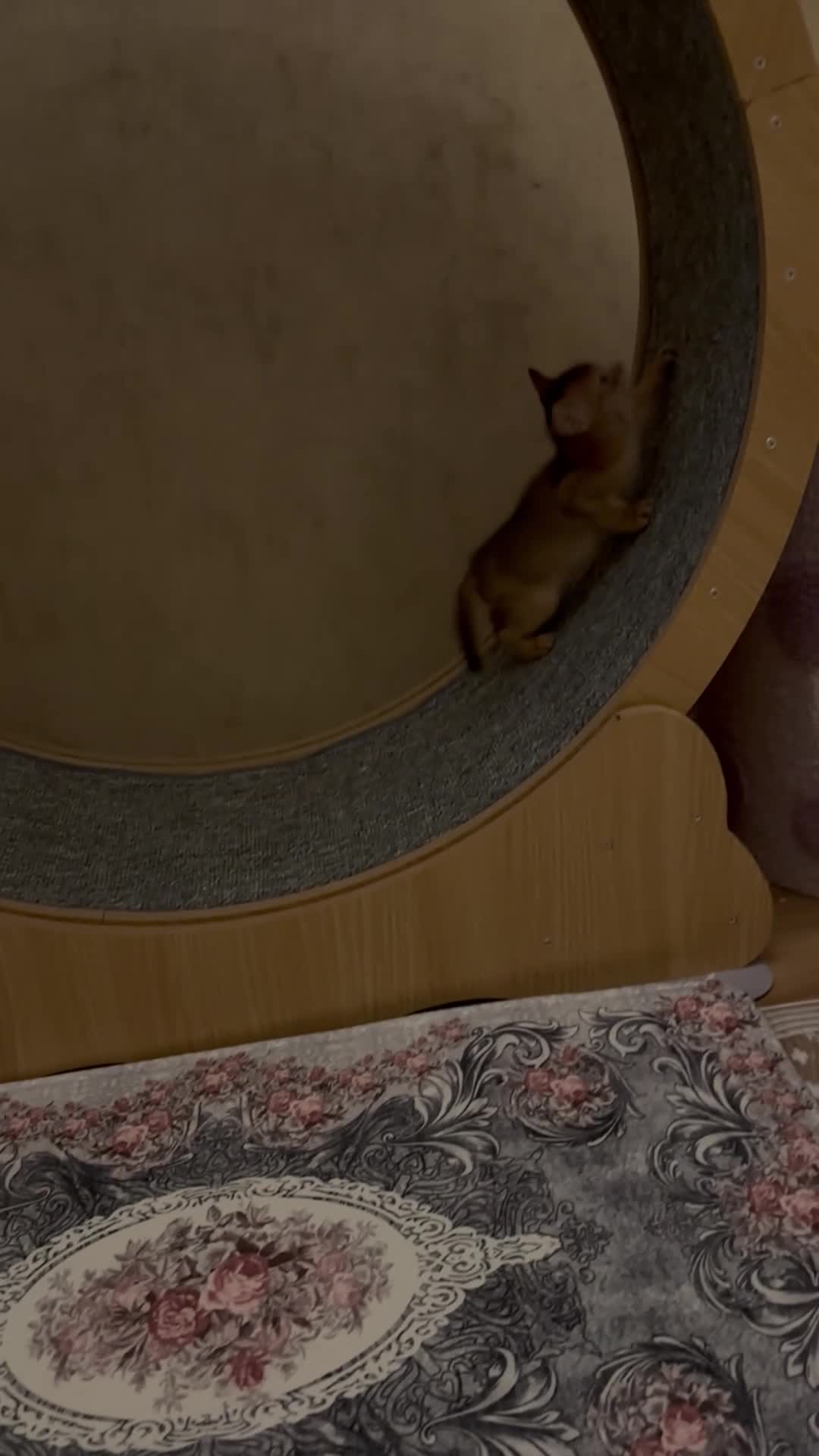 Abyssinian cats for sale: Female (last one) - Video 1