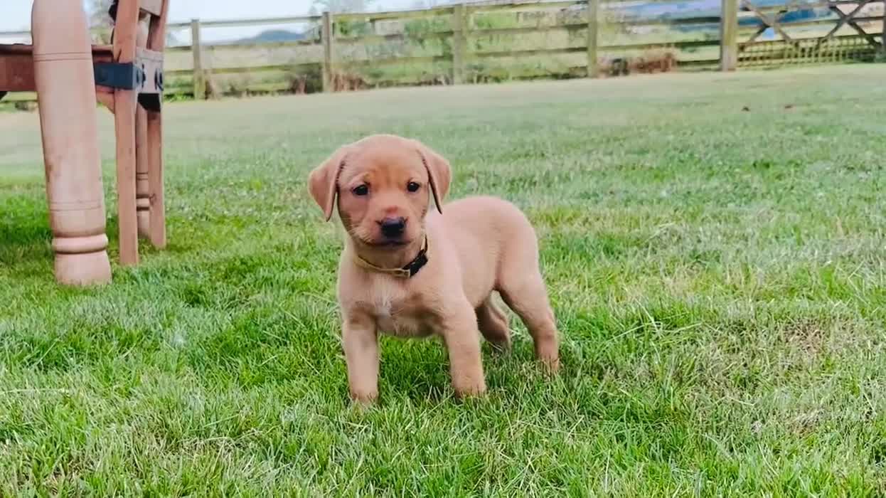 Labrador Retriever dogs for sale: Fox red Labrador  - Video 1