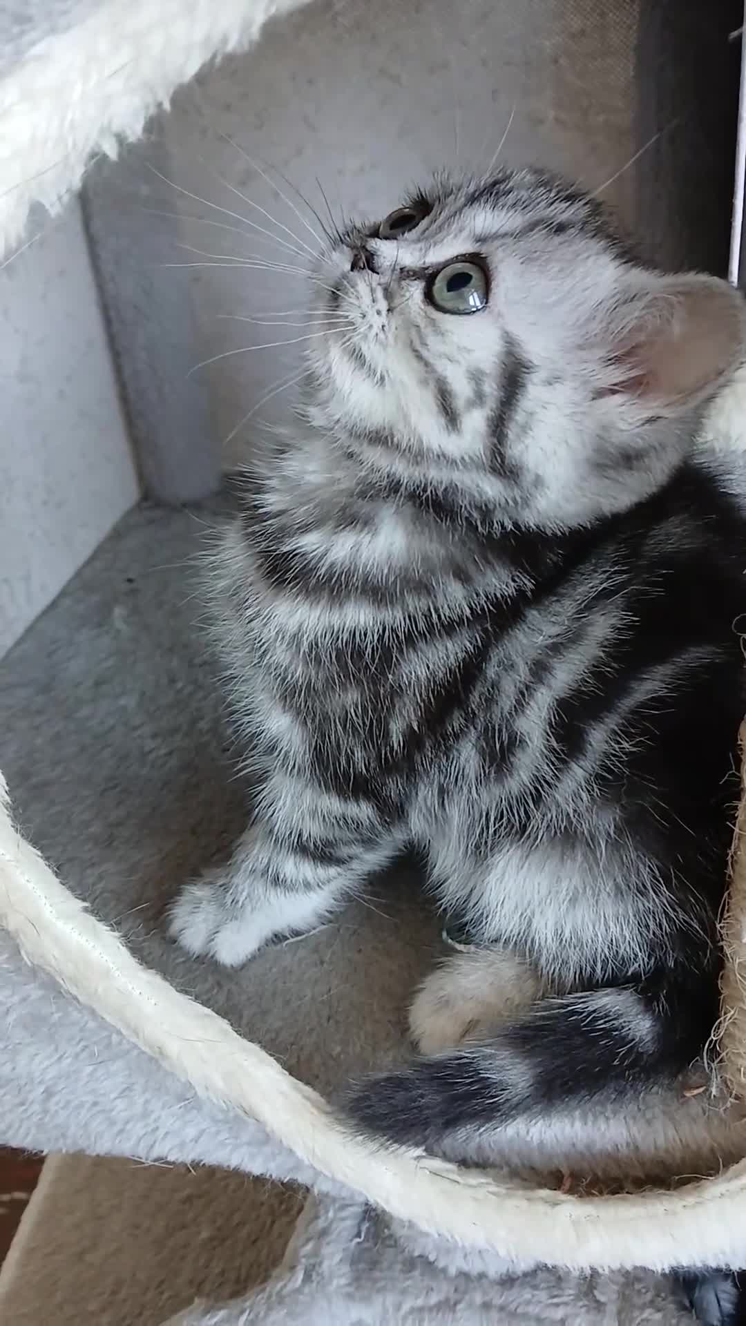 British Shorthair cats for sale: Bsh. Silver clasic tabby - Boy. - Video 1