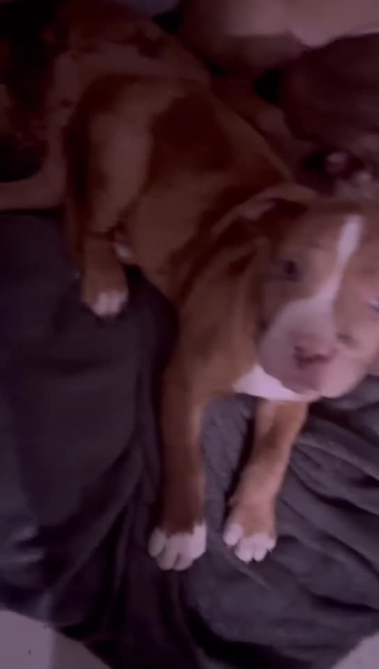 Mixed Breed dogs for sale: Mastiff cross  - Video 1